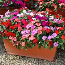 Impatiens mini plug for sale  LONDON