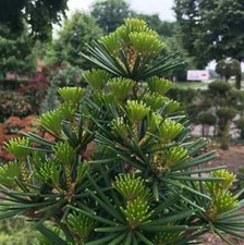 Sciadopitys verticillata green for sale  SOUTHAMPTON