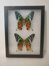 Two madagascar sunset for sale  Irving