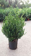 Pianta buxus bosso usato  Altamura