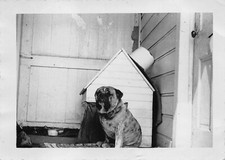 Foto vintage de cachorro gordinho Bullmastiff década de 1950 casaco marrom casa de cachorro varanda de madeira comprar usado  Enviando para Brazil