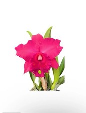 fragrant rose plant for sale  San Francisco