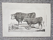 cattle race for sale  STAFFORD