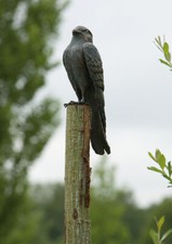 Bronzefigur turmfalke h31cm gebraucht kaufen  Gießen