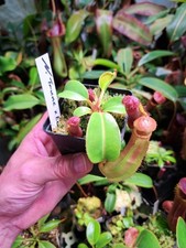 Nepenthes tuncata edwardsiana gebraucht kaufen  Wolsdorf