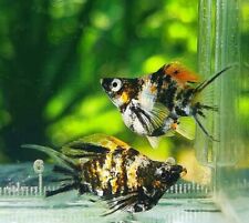 Tricolored zebra pair for sale  Shipping to Ireland