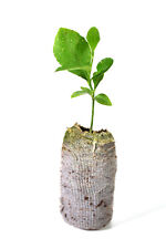 Lemon tree seedlings for sale  La Junta