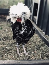6xwhite crested multicoloured for sale  GLOUCESTER