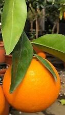 Pianta arancio thompson usato  Italia