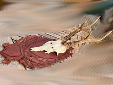 trofei corna usato trofei corna usato Verdello