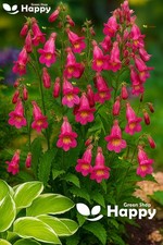 Oriental foxglove 300 for sale  DONCASTER
