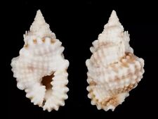 Collectible shell distorsio d'occasion  Expédié en Belgium