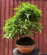 Bonsaï rare ficus d'occasion  Cuges-les-Pins