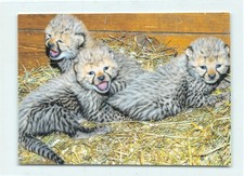 Gepard cheetah jungtier gebraucht kaufen  Menden (Sauerland)