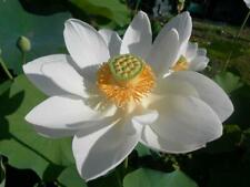Nelumbo nucifera white usato  Torino