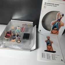 Anatomisk model torso gebraucht kaufen  Kronberg im Taunus