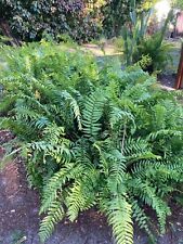 Lot sword ferns for sale  USA