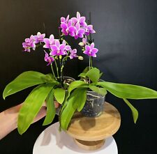 Phalaenopsis dora blue for sale  NOTTINGHAM