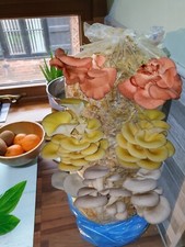 Mushroom grow kit for sale  WORCESTER