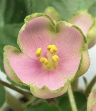 African violet plant. for sale  Summerville