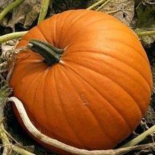 Pumpkin jack lantern for sale  WOODBRIDGE