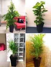 Large indoor tree for sale  BIRMINGHAM