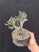 Bonsai olivo selvatico usato  Montevarchi