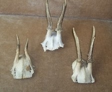 Antique roe deer for sale  Akron