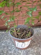 ligustrum usato ligustrum usato Milano