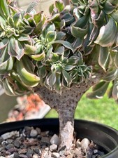 Large crested aeonium for sale  Compton
