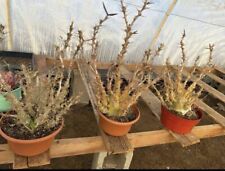 Large mother pachypodium for sale  Boise