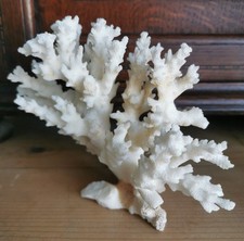 dried starfish for sale dried starfish for sale NORWICH