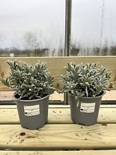 lavender plant for sale lavender plant for sale DEREHAM