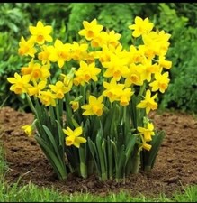 Daffodil bulbs narcissus for sale  WISBECH