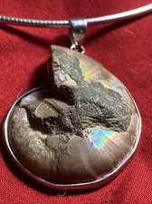 Ammonite extinct spiral for sale  Davisboro
