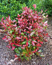 Photinia fraseri red usato  Valmacca