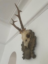 Good antlers roe for sale  SOUTHEND-ON-SEA