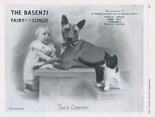 Basenji dogs 1951 for sale  COLEFORD