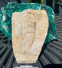 Hyphalosaurus jungtier seltene gebraucht kaufen  Hamburg