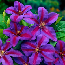 Clematis mrs thompson for sale  PETERBOROUGH