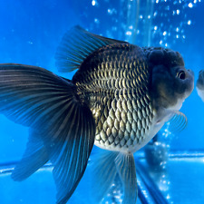 Thai oranda goldfish for sale  Palm Bay