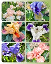 Zwerg iris nana gebraucht kaufen  Leipzig