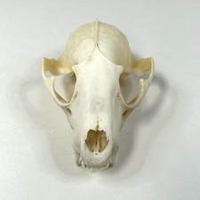 Real raccoon skull for sale  Waseca