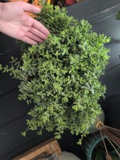 Huge healthy bushy for sale  Philadelphia