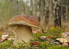 Boletus edulis micelio usato  Roma