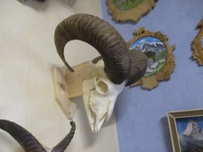 Muffel widder trophäe gebraucht kaufen  Eitorf
