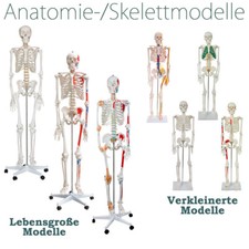 Menschliches skelett lebensgro gebraucht kaufen  Schwalmstadt