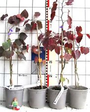 Cercis canadensis ruby gebraucht kaufen  Bad Bergzabern