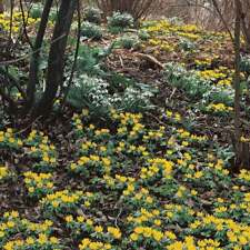 Winter aconite eranthus for sale  GREENOCK