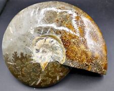 Massives fossil ammonite gebraucht kaufen  Schönefeld